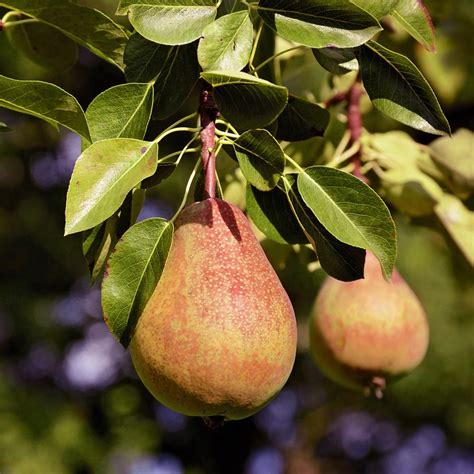 KIEFFER PEAR Tree, Fruit is Large in Size, Golden Yellow in Color, Whi ...