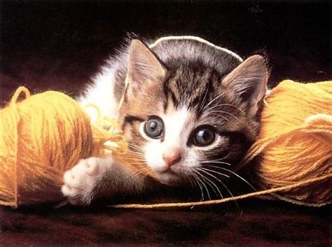 kittens playing with yarn - Kittens Photo (41551179) - Fanpop