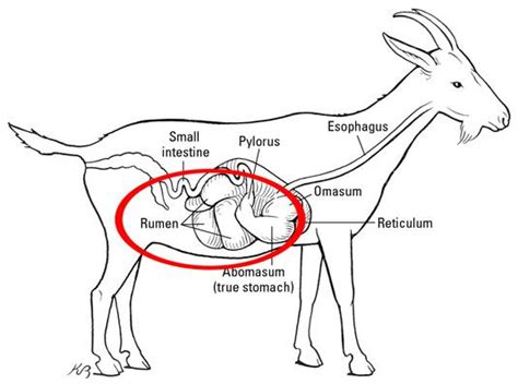 Understanding Goat Health: The Importance of Rumination