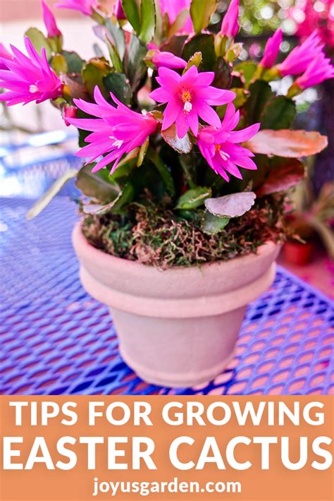 Easter Cactus (Spring Cactus) Care Guide 2024