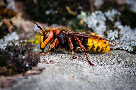 What Are The Largest Wasps In The World? - WorldAtlas