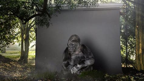 Koko The Gorilla Has A Message For Mankind… And It’s Chilling ...