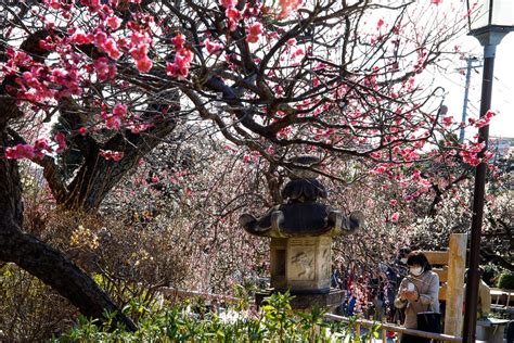 3 amazing places to enjoy plum blossoms in Tokyo - Practical Japan