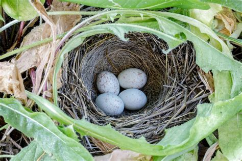 Junco Nests: The Mating Habits, Nesting & Eggs Of Dark-Eyed Junco