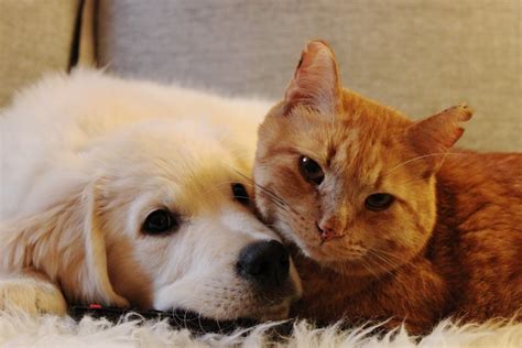 Puppy Tries to Win Over the Heart of a Ginger Cat, A Month Later ...