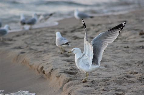 Seagull Bird Beach - Free photo on Pixabay - Pixabay