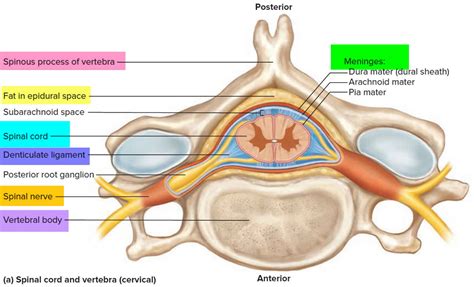 Neural foraminal stenosis causes, symptoms, diagnosis, treatment ...