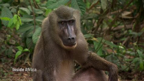 How two tourists saved Nigeria's drill monkey - CNN