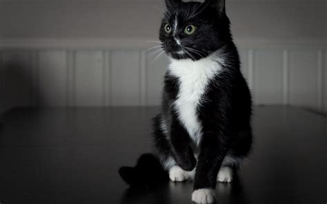 wallpaper black cat, white paws, baby HD : Widescreen : High Definition : Fullscreen