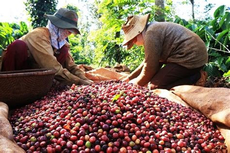 Trade deal expected to stimulate Vietnamese coffee exports to EU