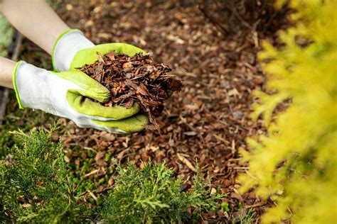 How to Choose the Right Type of Mulch - Soil Kings