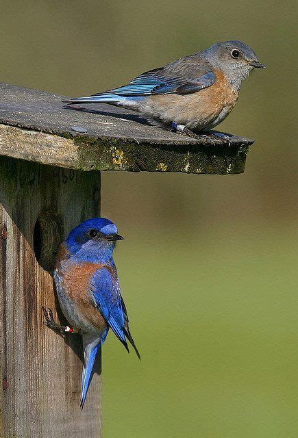 43 best North american songbirds images on Pinterest | Beautiful birds ...