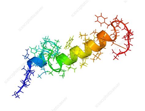 Parathyroid Hormone Structure