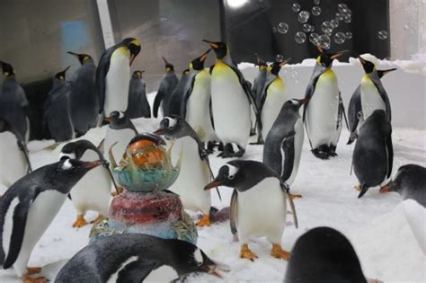 SEA LIFE Melbourne Aquarium celebrates World Penguin Day - Australasian Leisure Management