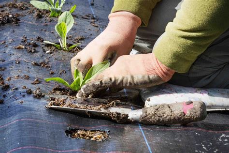 Plant Heating Mats: What You Need to Know - Greenhouse Adviser