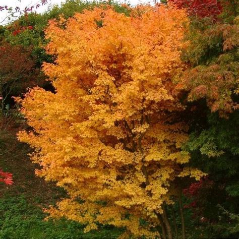 Japanese maple varieties – spectacular trees for your garden