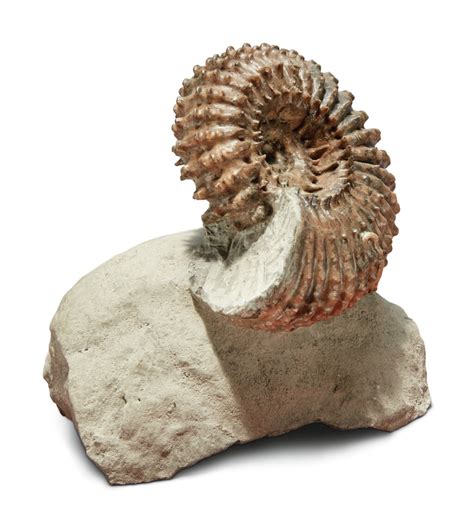 AN AMMONITE | Natural History; Including Fossils, Minerals, & Meteorites | 2020 | Sotheby's