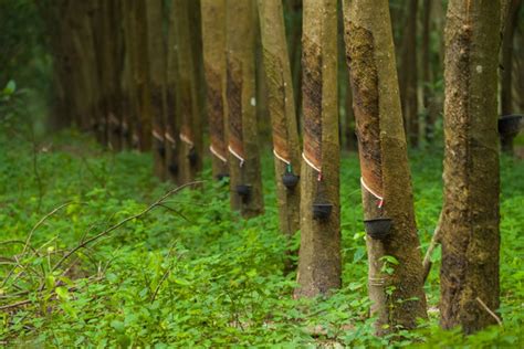 "Rubber Tree Plantation" Images – Browse 11,018 Stock Photos, Vectors, and Video | Adobe Stock