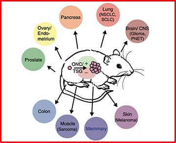 Cancer Modeling in Mice | The DuPage Lab Website