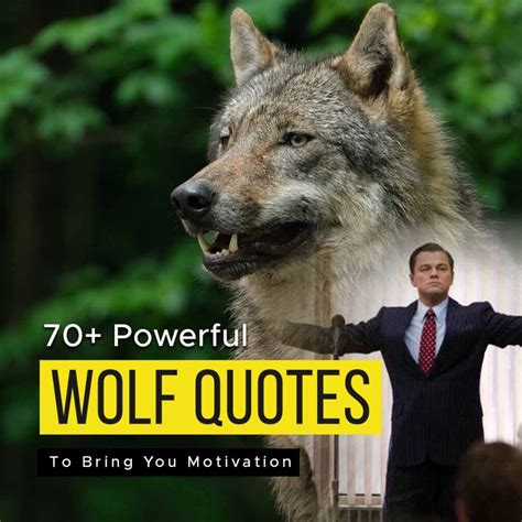 70+ Powerful Wolf Quotes To Bring You Motivation | Quotesmasala