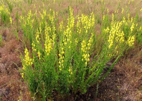 Forest Service to target invasive weeds this summer | News | dailyrecordnews.com