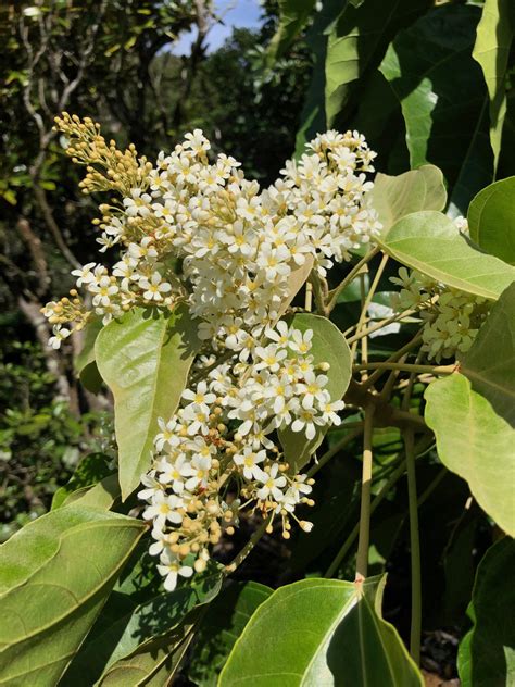 Kukui (Candlenut) • Manoa Heritage Center