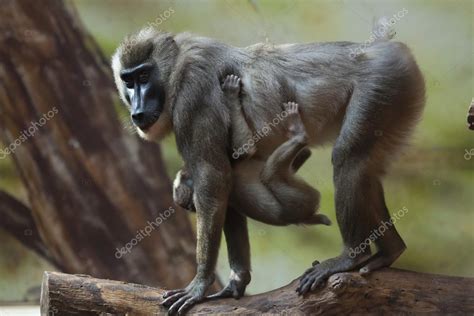 Drill monkey with baby Stock Photo by ©wrangel 108747746