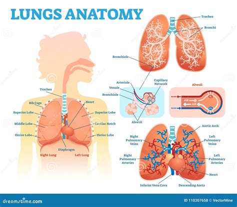 Lungs Anatomy Medical Vector Illustration Diagram Set With Lung Lobes, Bronchi And Alveoli ...