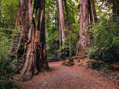 Big Basin Redwoods State Park - Heroes Of Adventure