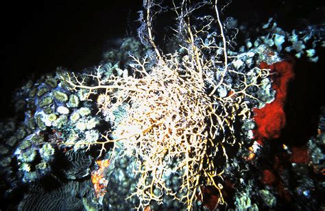 Night Dive – Divespecialist.com