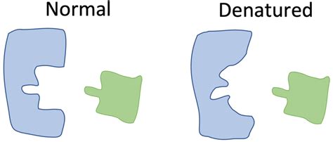 Denatured Enzyme