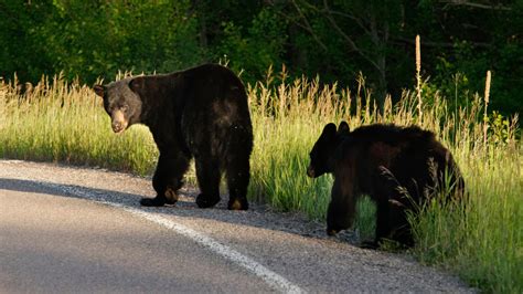 What Wildlife Lives in Glacier National Park? - Getaway Couple