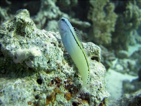 Red Sea Mimic Blenny Care Guide - Description, Diet, Tank Mates and ...