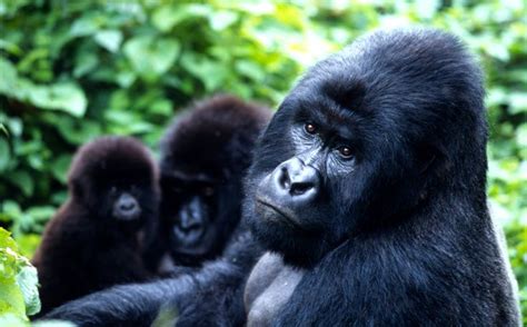 Mountain Gorilla (Gorila-da-montanha) - 2014, em vias de extinção ...