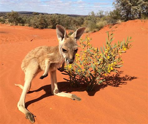 Tourism Australia's animal of the month - The Red Kangaroo - The ...