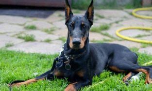 Doberman Pinscher: Diseases and Health Issues - PetTime