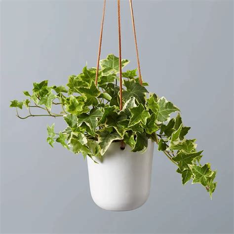 English Ivy Hanging Plant | Plants.com | Plant care houseplant, Plants, Hanging plants