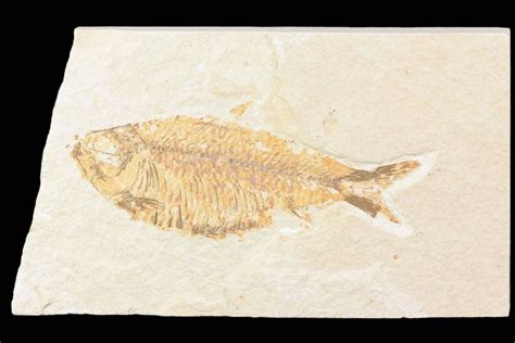 4.2" Knightia Alta Fossil Fish - Wyoming (#85463) For Sale - FossilEra.com