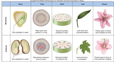 Plant physiology, Biology units, Biology