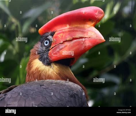 Giant hornbill hi-res stock photography and images - Alamy