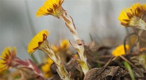 Coltsfoot | Plant identification, Herbalism, Herbal medicine