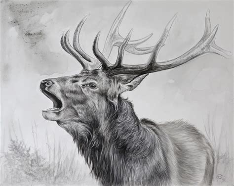 Portrait von einem röhrenden Hirsch. Portrait of a belling stag. | Tierwelt kunst, Zeichnung ...