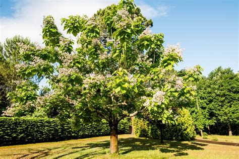 What to Know About Catalpa Trees and Their Worms