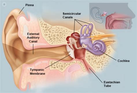 Ear-related dizziness | Top Doctors