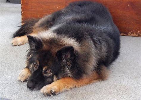 Akita Shepherd (Akita x German Shepherd Mix), Temperament, Puppies ...