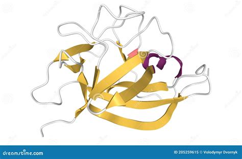 Structure of Human Interleukin-1 Alpha Protein Stock Illustration ...