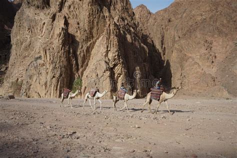 Camel Caravan with Tourists Goes on the Road in the Vicinity of Malakot ...