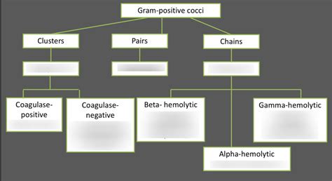 Gram Positive Cocci Tree