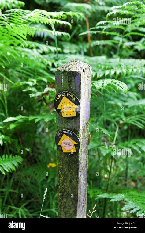 A wooden sign post or way marker saying 'Purple walk' and 'Red Walk' on a footpath at Consall ...