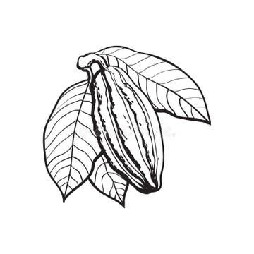 Cacao Pod Tree Stock Illustrations – 2,843 Cacao Pod Tree Stock Illustrations, Vectors & Clipart ...